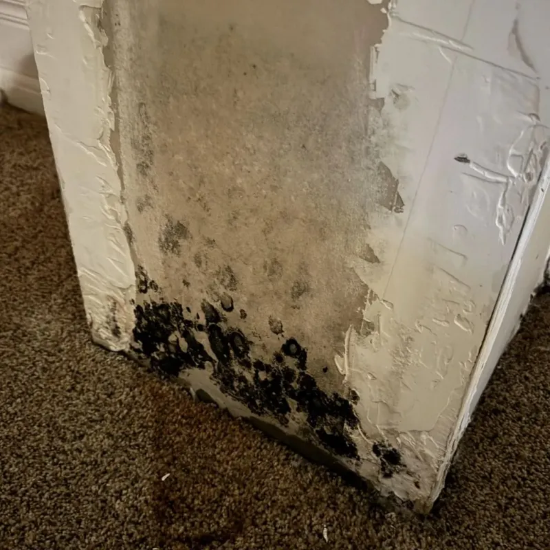 Professional Mold Removal in Gwinnett County, GA